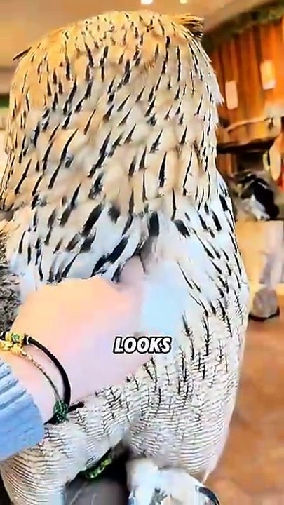 5 Amazing Things You Never Knew About Owls