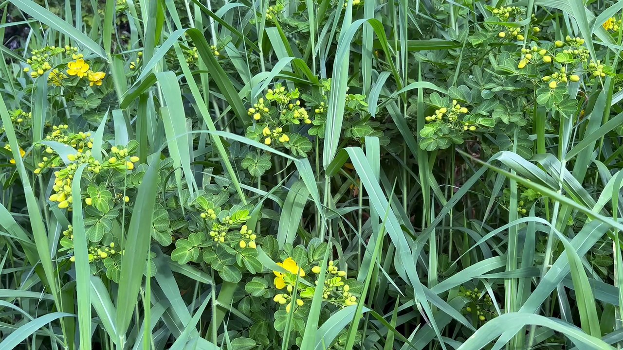Foetid cassia