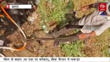 शीतनिद्रा से जागा कोबरा बिल से निकला शिकार की तलाश में, सर्पमित्र से हुआ सामना