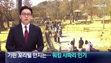 기린·코뿔소를 눈앞에서…워킹 사파리 인기