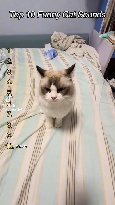 #cat #fun #mimi