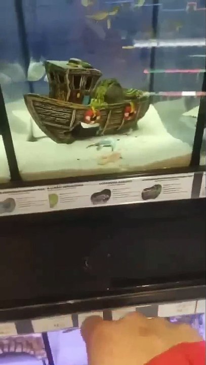 DikLoko em... O Peixe Que Dorme