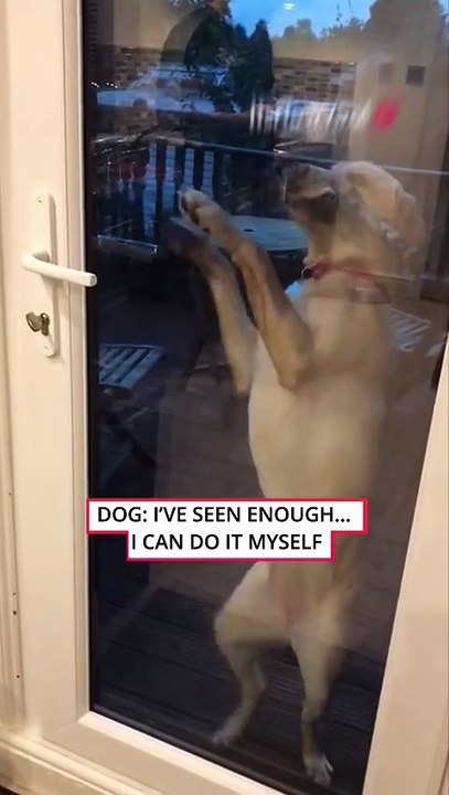 Who Needs a House Key? 🐶 || ItsNowViral