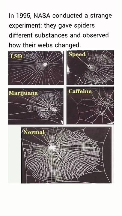 In 1995, NASA conducted a strange experiment with spiders.