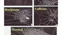 In 1995, NASA conducted a strange experiment with spiders.
