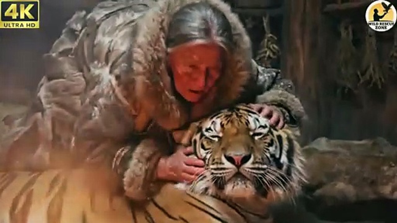 An_Elderly_Woman_Rescues_a_Pregnant_Tiger_in_Critical_Condition_in_Siberia_A_Heart_Touching_Story_480P