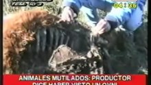 Mutilaciones de ganado y avistamiento de OVNI en Salliqueló (Crónica TV, 27-06-02)