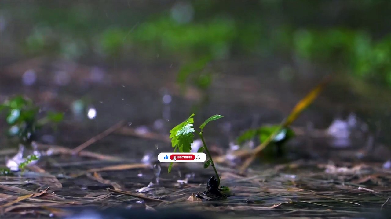 Soft Piano & Rain for Deep Sleep and Stress Relief