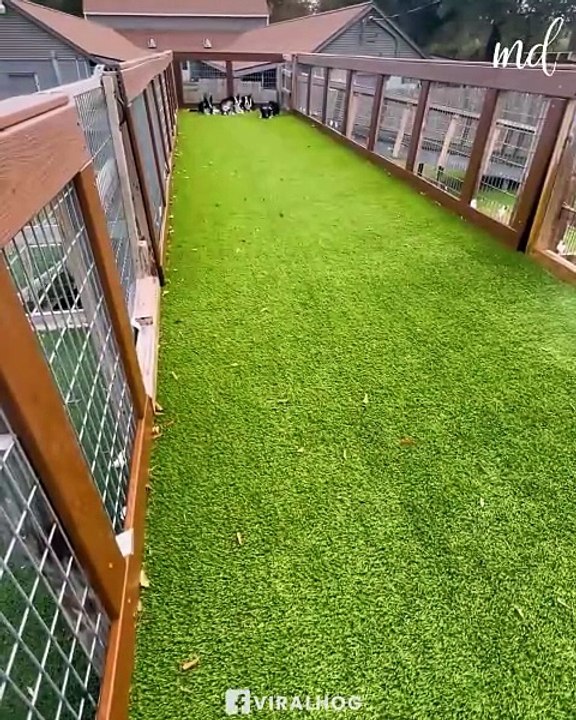 Getting ready for the dog Olympics 👏
