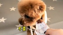 Warning: These Will Make You Smile Instantly 🐶✨