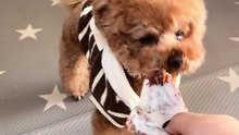 Warning: These Will Make You Smile Instantly 🐶✨