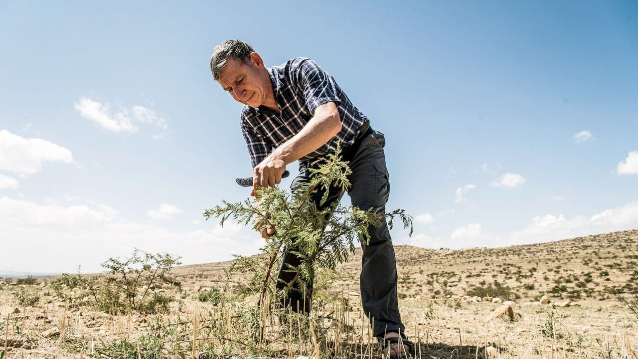 L'homme qui ressuscite les arbres