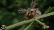 Saddleback Caterpillar: The Walking Venom Bush!
