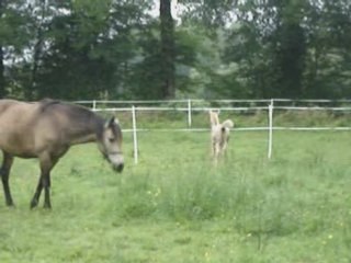 THUNDER KING DU BLIN POULAIN