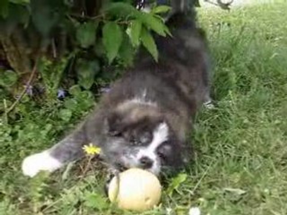 akita inu chiots et le jeux
