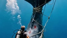 Deep Sea Diver Saves Giant Whale Tangled in Nets