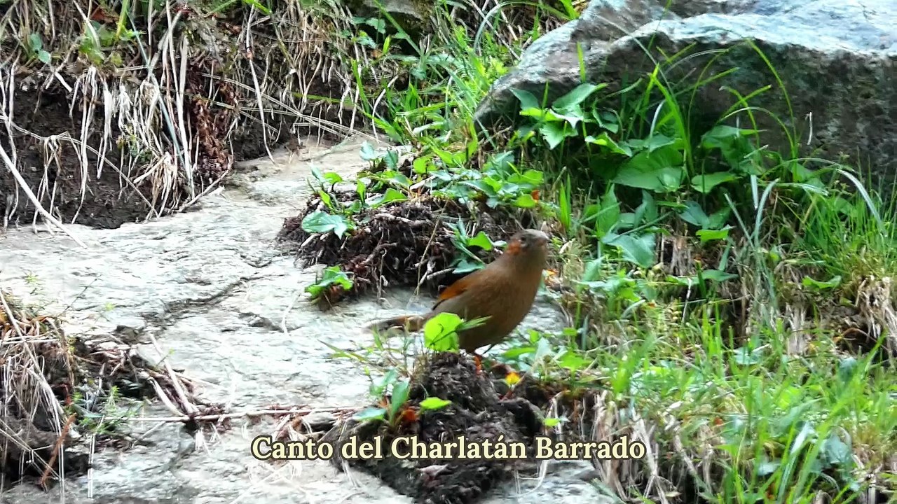 streakedlaughing thrush call in malam jabba