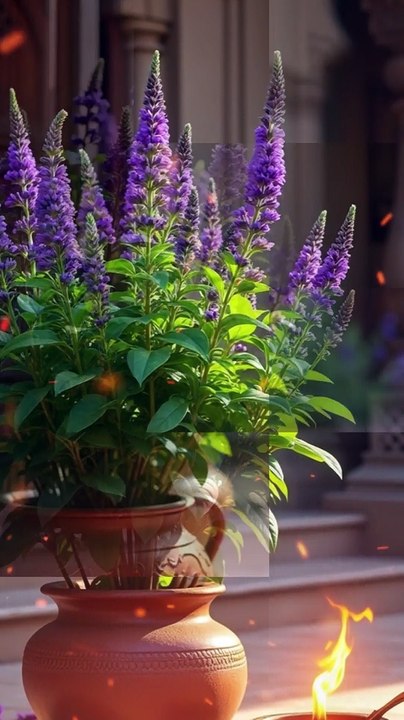 Why Tulsi Is Never Plucked On Sundays