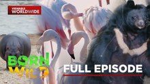 Wildlife in critical need of protection | Born To Be Wild (Full Episode)
