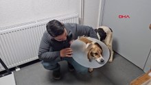 Beyin kemiğine kadar kanser yayılan köpek tedavi edildi