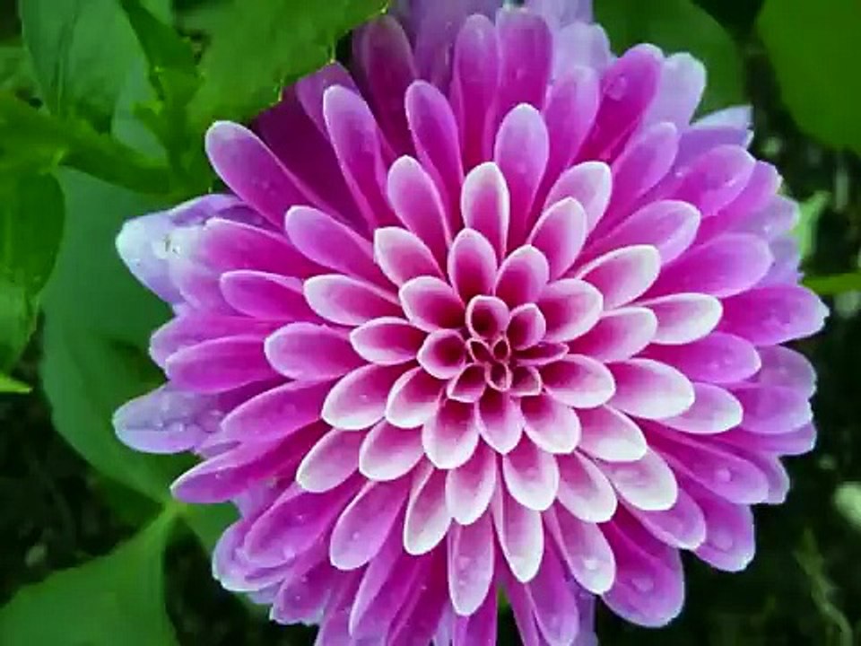 Uçun Kuşlar Medineye - Abdurrahman Önül _ İlahiler