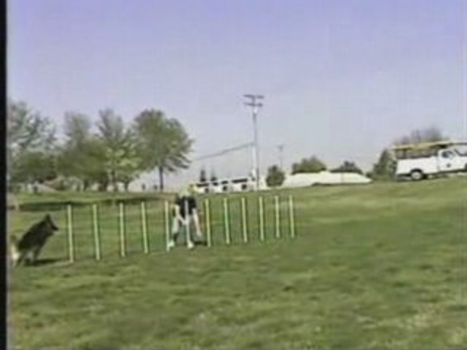 [German Shepherd] [Berger Allemand] - Agility (Slalom)