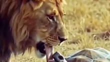 Animal Funny #Animal #Funny #viralvideo #viral #trending #top #comedy #TV #India #Indian #Hindi #English #Cartoon #kids #movies #drama #tvshow #episode #today