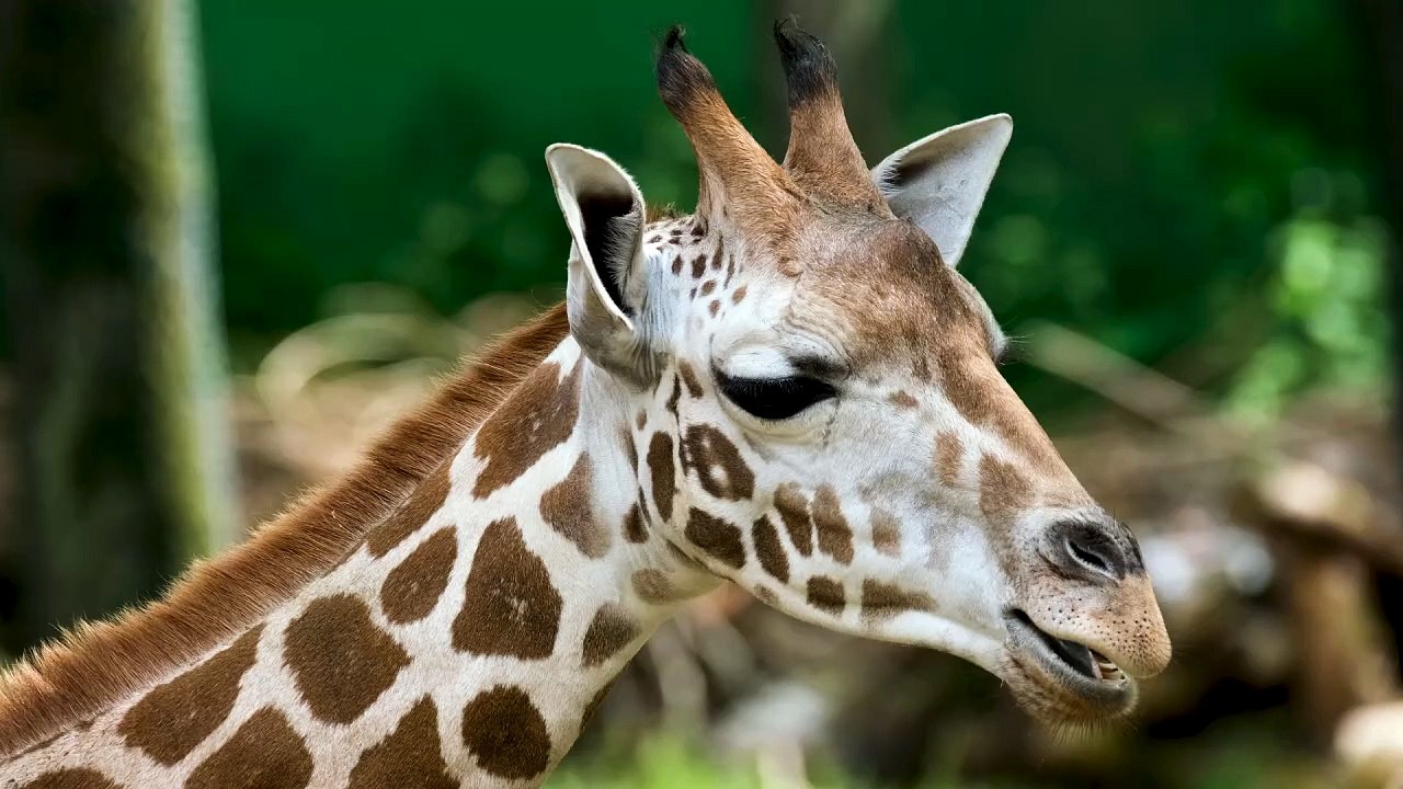 Giraffe