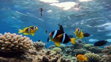 Colorful fish swimming