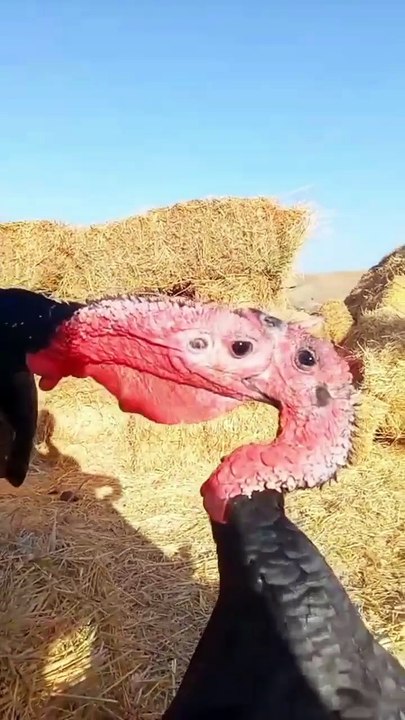 That's funny video