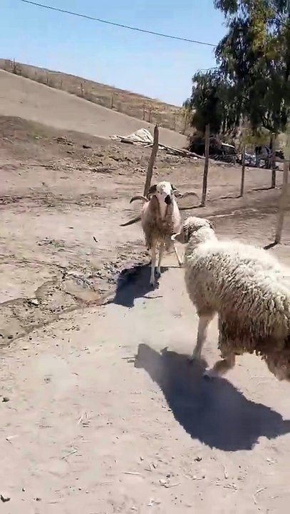 Funny Sheep 🐑 | Mouton Drôle et Moments Amusants