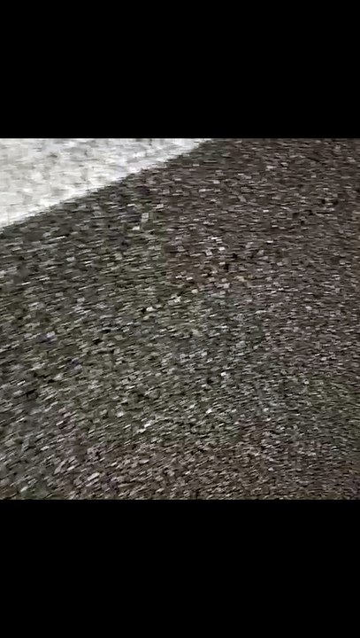 Mucche sulla tangenziale: camion perde il carico, traffico in tilt