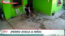 4TAQUE A DE UN PERRO A UNA NIÑA