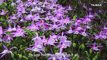 Research Team Reintroduces a Near-Threatened Taiwanese Forest Orchid