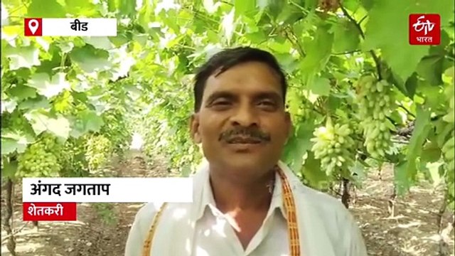 बीडच्या दुष्काळी आष्टी तालुक्यातील टाकळसिंग येथील युवक शेतकऱ्यांनी फुलवली द्राक्षाची बाग