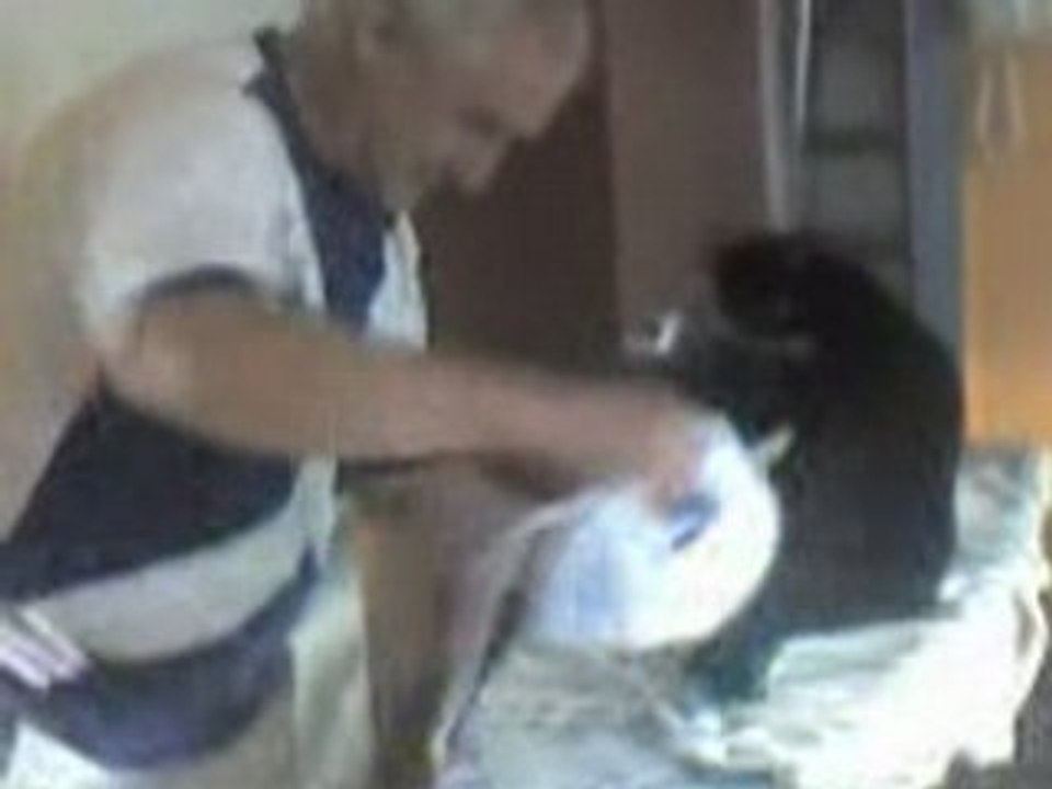 How To Iron A Cat
