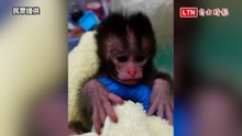 壽山動物園出現「台版Panchi」 幼猴有布偶娃娃作伴