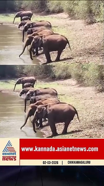 ಕಾಡಾನೆಗಳ ಅದ್ಬುತ ಶಿಸ್ತು; ವಿಡಿಯೋ ವೈರಲ್ | #chikkamagaluru #elephants #wildlife #suvarnanews
