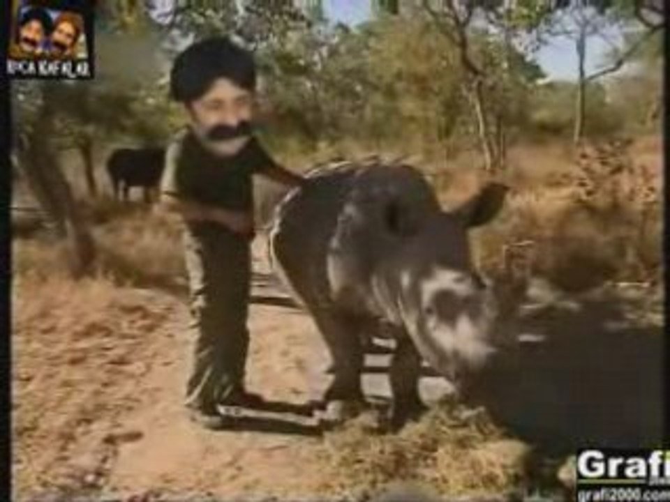 Koca kafalar vahşi