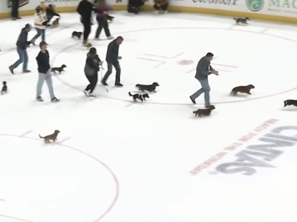 Süßes Schlappohren-Rennen: Dackel stürmen Eisfläche