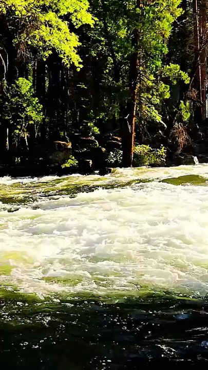 Exploring the Rushing Rivers and Pine Forests of Yosemite National Park