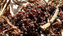 Red wood ants