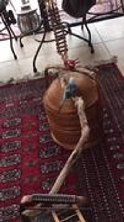 Parakeet Makes Easy Work of Obstacle Course