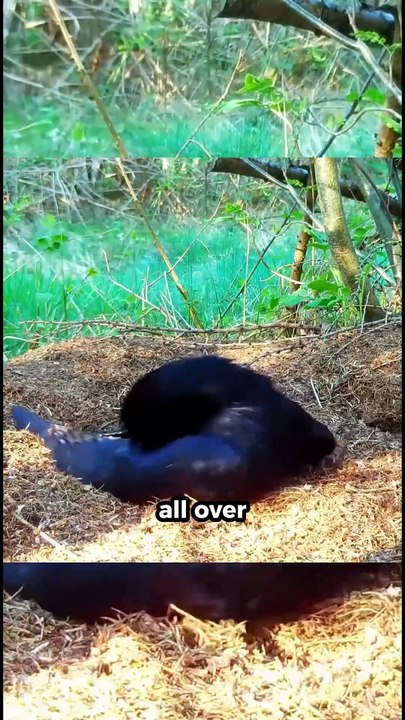 Why Do Birds Cover Themselves in Ants? 🤯 #shorts #facts #viral