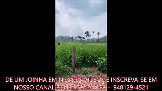 FAZENDA COM 1050 ALQUEIRÃO A VENDA CMC