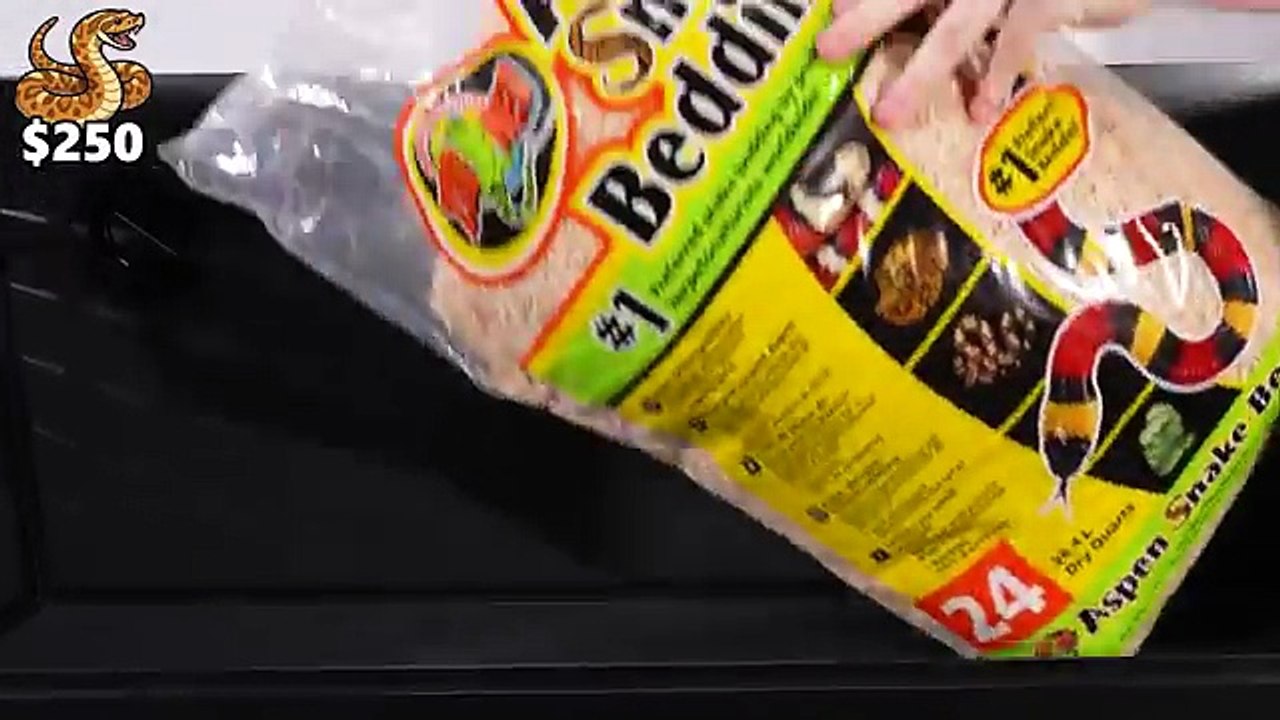 $1 vs. $100,000 Snake! You Won’t Believe the Difference 😳🐍