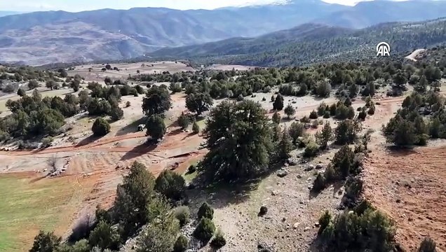 Tam 1931 yaşında! Karaman'daki anıt ağaç yıllara meydan okuyor