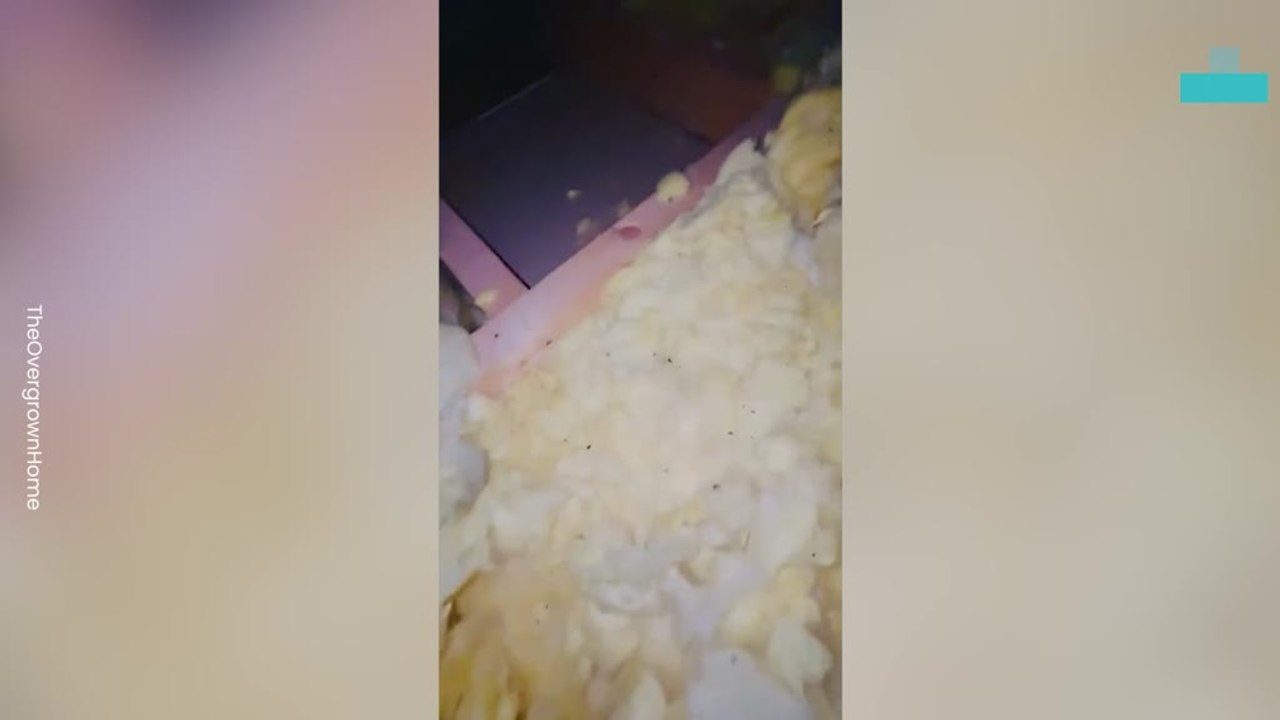 Tiny Squirrel Babies Discovered in Loft