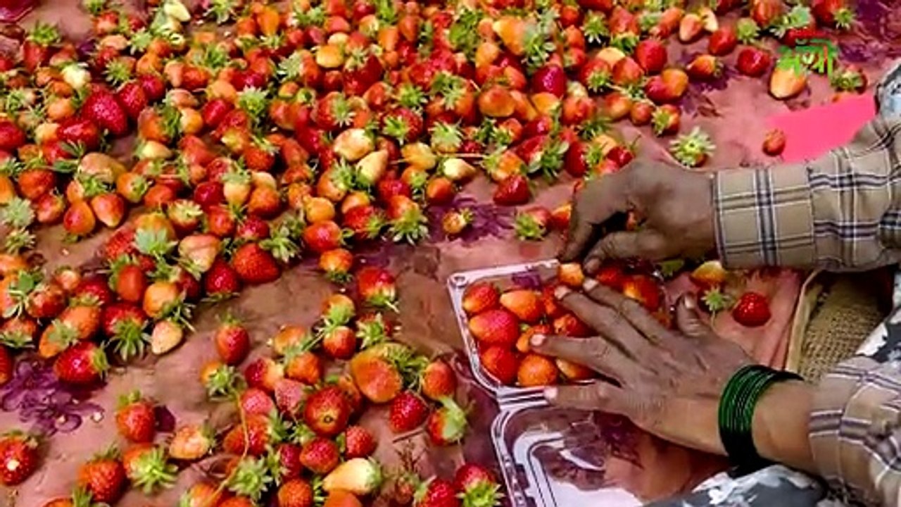 FPC च्या माध्यमातून स्ट्रॉबेरी उत्पादकांची प्रगती! स्ट्रॉबेरी पिकासाठी भारतात कोणत्या संधी?
