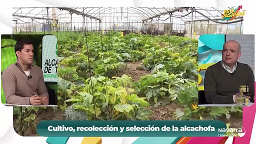 La alcachofa de Tudela no tiene competencia